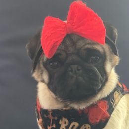 Charlotte - Pug