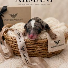 Armani - Blue merle male Aussiedoodle puppy in Queen Creek, Arizona from Sunny Doodles
