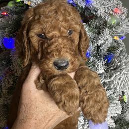 Acorn - Red  female Poodle puppy in St. Johnsbury, Vermont from Poodles of the Northern Woods