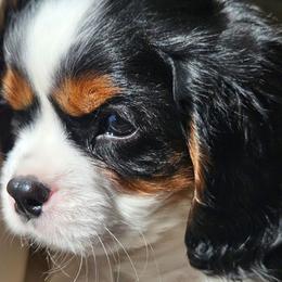 Romeo - Tri-color male Cavalier King Charles Spaniel puppy in Castorland, New York from Faithful Friends Cavaliers