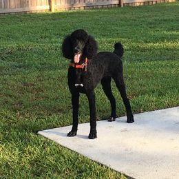 Shea  - Poodle