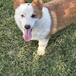 Petey - Red male Pembroke Welsh Corgi puppy in Great Bend, Kansas from Mak-N-Hay Farms