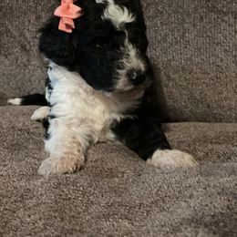 Bernedoodle Puppies from Northern NY Bernedoodles
