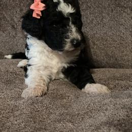 Bernedoodle Puppies from Northern NY Bernedoodles