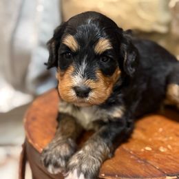 Jade - pending - Tri-color female Bernedoodle puppy in Grand Blanc, Michigan from Halsey Poodles and Doodles