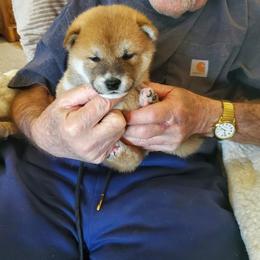 Shiba Inu Puppies from Pendragon Shiba Inu