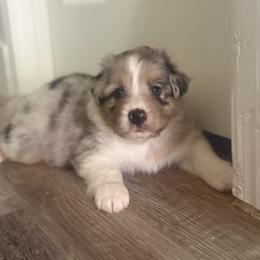 Coco - Blue merle male Australian Shepherd puppy in San Tan Valley, Arizona from FaithsAussies