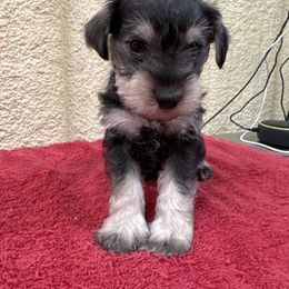 Salty - Salt and pepper male Miniature Schnauzer puppy in Comanche, Texas from Circle R Sidney