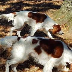 Irish Red and White Setter All Grown Up from Ridgepoint