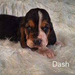 Dash - Black brown and white male Basset Hound puppy in Mack's Creek, Missouri from Mack's Creek Basset Hounds