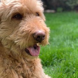 Goldendoodles from Mother’s Day Doodles