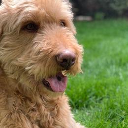 Goldendoodles from Mother’s Day Doodles