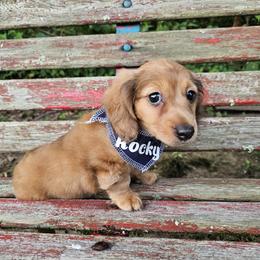 Dachshund Puppies from Watsons Dachshunds