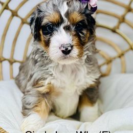 Assorted Doodle Crosses, Aussiedoodle, Australian Mountain Doodle, and Bernedoodle Puppies from North 40 Doodles