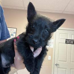 Asher - Black male Scottish Terrier puppy in Chattanooga, Tennessee from Oodles of Cuties!
