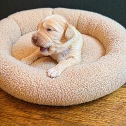 McGraw (Tim) - Caramel cream male Australian Labradoodle puppy in Millville, California from Hope Lane Kennels