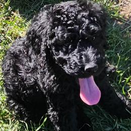 Vester - Black male Goldendoodle puppy in Kansas City, Missouri from Poppy's Doodles