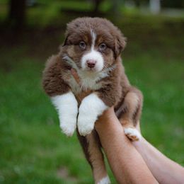 Ares - Red tri-color male Australian Shepherd puppy in Monroe, Georgia from Lovable Little Aussies