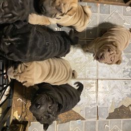 Chinese Shar-Pei Puppies from Ruff-Cut Chinese Shar-Pei