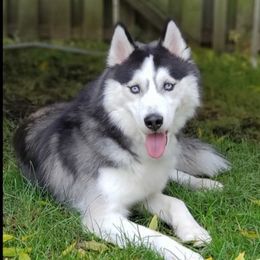 Bobo - Siberian Husky