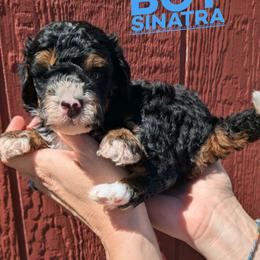 Sinatra - Tri-color male Bernedoodle puppy in Cambridge, Minnesota from Country Meadow Doodles