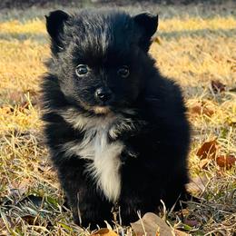 Snowflake - Black parti female Pomeranian puppy in Monroe, Georgia from Beastly Beauties Huskies & Pomskies