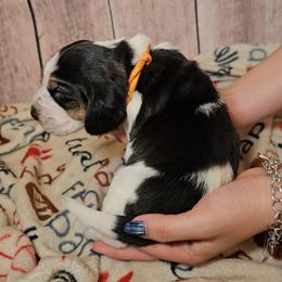 Firefly Lane - Black white and brown female Basset Hound puppy in Rio Grande City, Texas from Hounds All Night