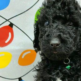 GREEN CollarMale - Poodle puppy in Selinsgrove, Pennsylvania from Poodle Paws and Puppies