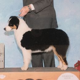 Australian Shepherds from Promise Keeper Kennel