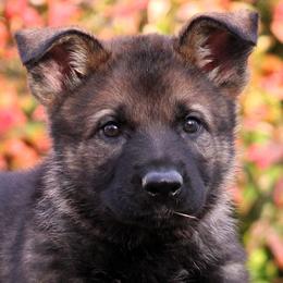 Orange Collar - Sable female German Shepherd puppy in Mansfield, Texas from Vom Anfang German Shepherds