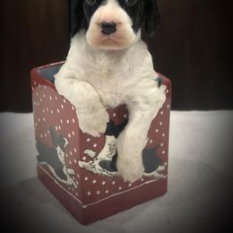 English Springer Spaniel and Labrador Retriever Puppies from Buffie Gonzales