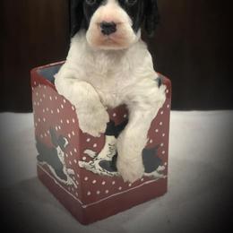 English Springer Spaniel and Labrador Retriever Puppies from Buffie Gonzales