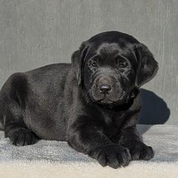 Orange Collar - Black male Labrador Retriever puppy in Yucca Valley, California from Beachn Ranch