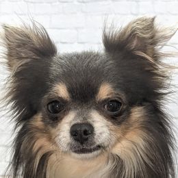 Presley - Chihuahua