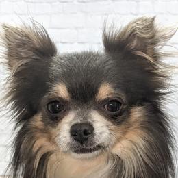 Presley - Chihuahua