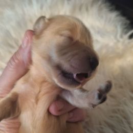 Boy 1 - Red male Dachshund puppy in Gordon, Georgia from Long Dogs Yellow Farm
