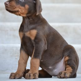 Doberman Pinscher Puppies from Obsidian Kennels