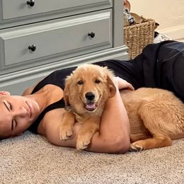 Golden Retriever Puppies from Suzy’s Golden Girls