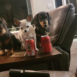 Dachshund All Grown Up from HollieSue Dachshunds