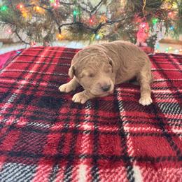 Girl 3 - Red  female Goldendoodle puppy in Morriston, Florida from Florida's Joyful Goldendoodles