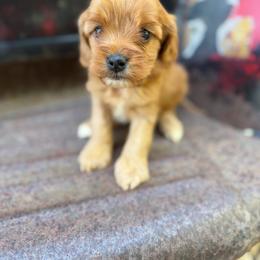 Peter - Apricot male Cavapoo puppy in Spanish Fork, Utah from Sugar Doodles Pups