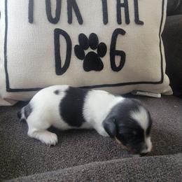 COWBOY - Piebald male Dachshund puppy in Paradise, Texas from C and J Minis