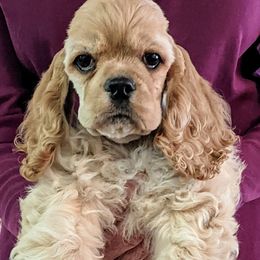 Boy 1 - Buff male Cocker Spaniel puppy in Ferron, Utah from Jacobsen's Cockers