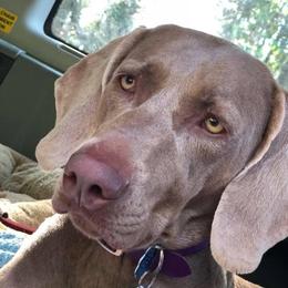 Weimaraners from Whispering Weimaraners