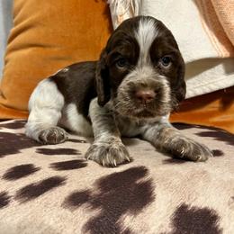 English Springer Spaniel Puppies from Southbend Springers