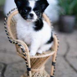 Chihuahua Puppies from Arizona Adventure Chihuahuas