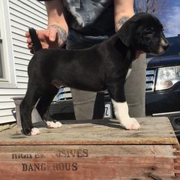 Mountain Cur Puppies from Walnut Ridge Mountain Curs