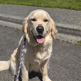 Opal - Golden Retriever