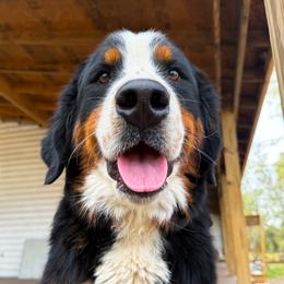 Lettie - Bernese Mountain Dog