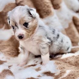 Coral collar - Blue merle female Aussiedoodle puppy in 32046, Florida from River Hill Ranch